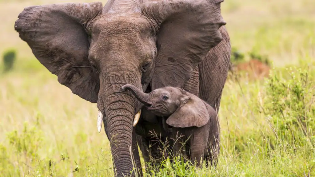 curiosidades de los elefantes bebés