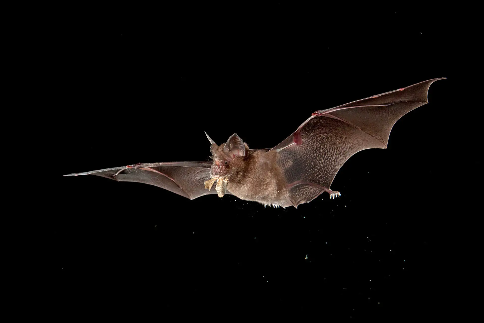 Conoce algunas curiosidades sobre los únicos mamíferos que pueden volar, los murciélagos