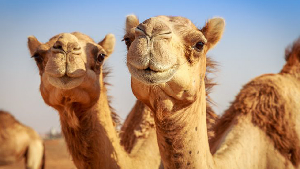 Conoce algunas curiosidades sobre uno de los animales más resistentes del planeta, el camello