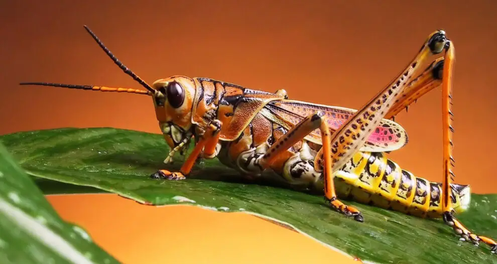 +113 Curiosidades sobre los saltamontes que son increíbles