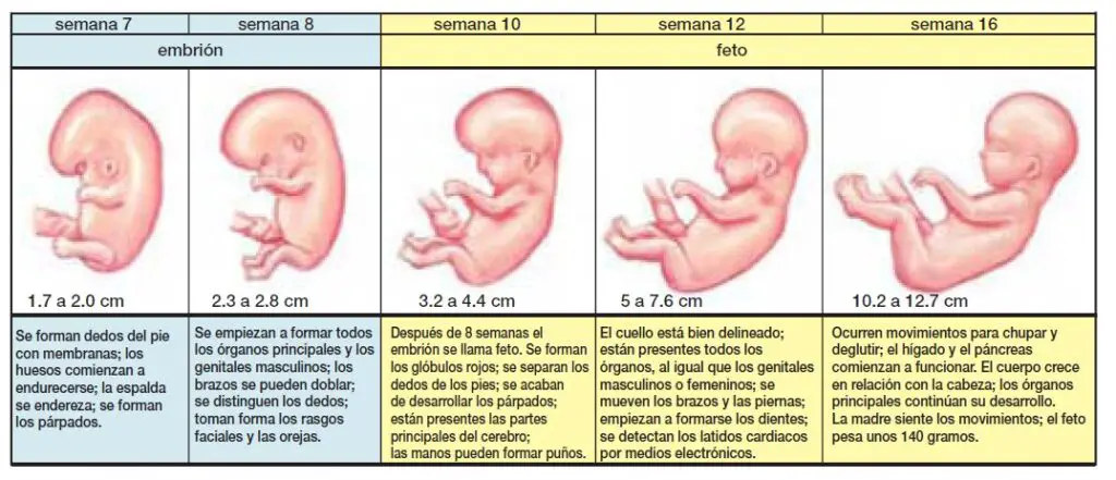 ¿Cuantas semanas tiene un embarazo?