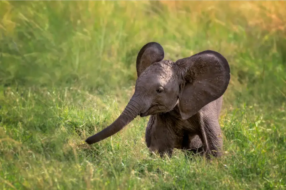 curiosidades de los elefantes bebes