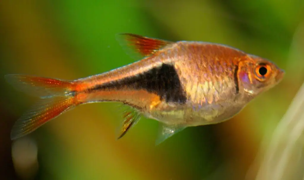 Animales de sangre fría: Especies, tipos y características