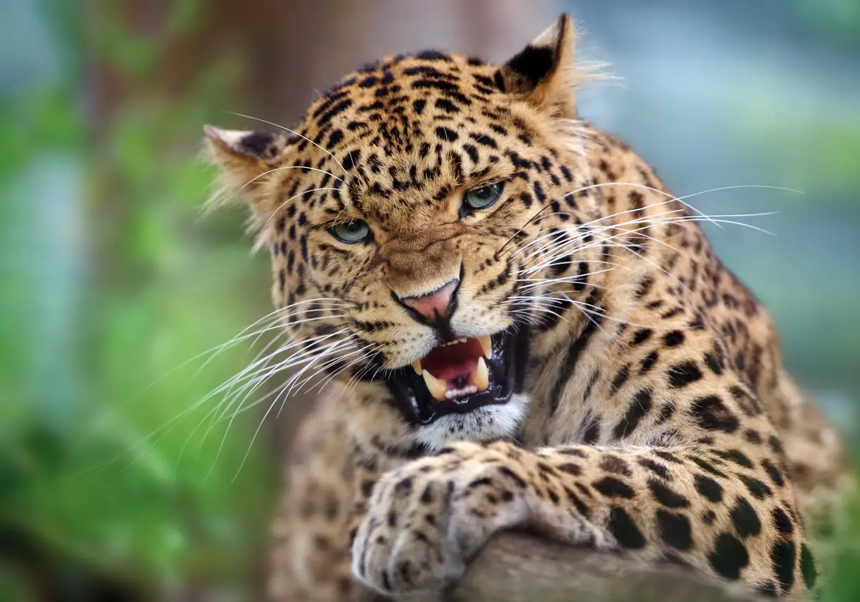 Conoce algunas increíbles curiosidades de los leopardos