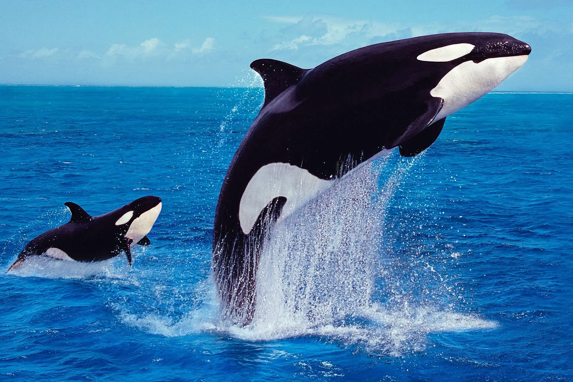 Entérate de algunas curiosidades de las Orcas