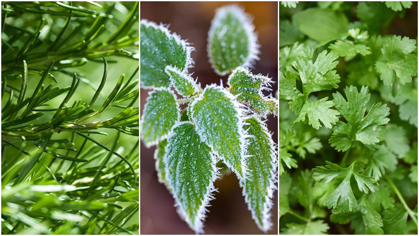 Plantas de interior aromáticas