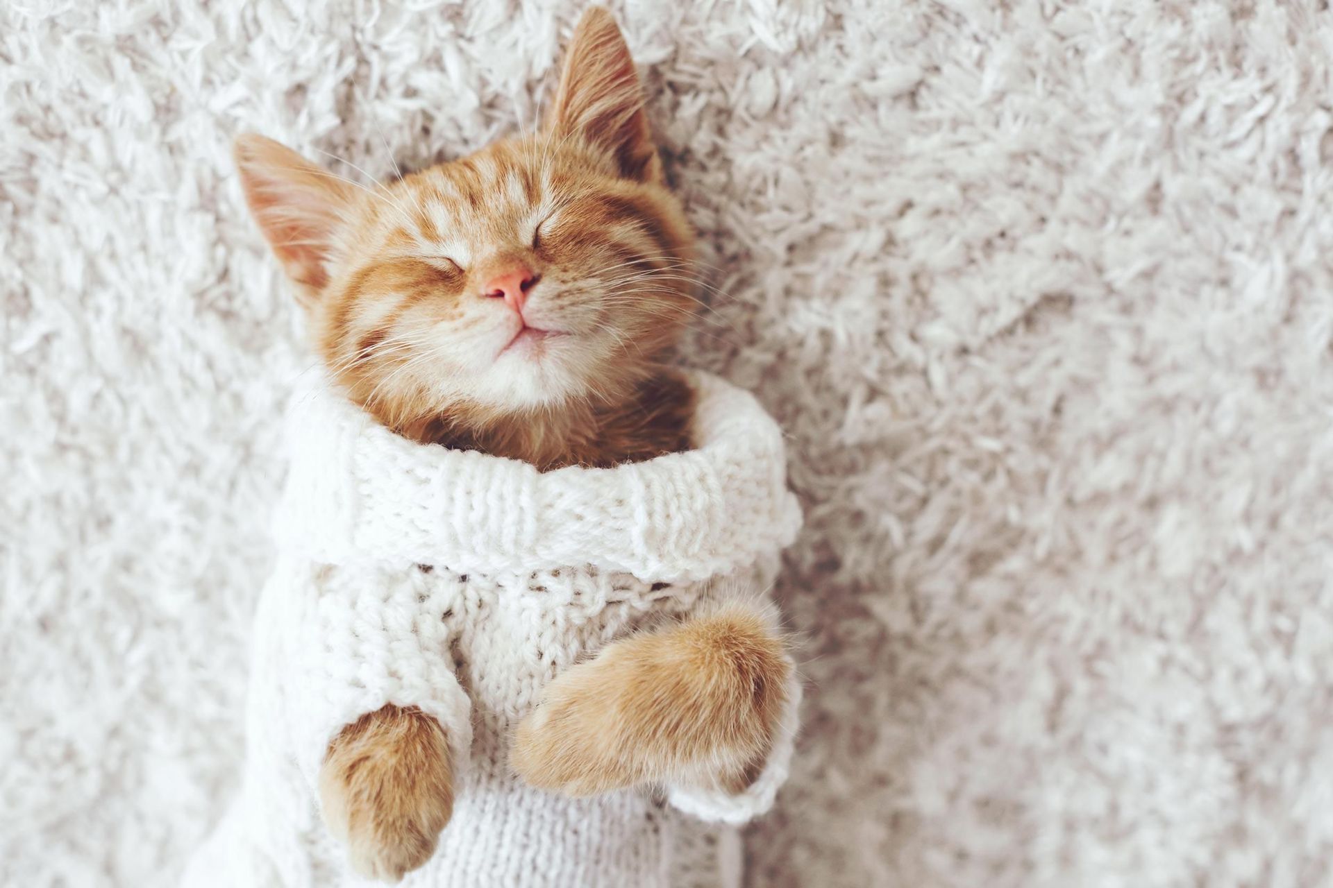 gato