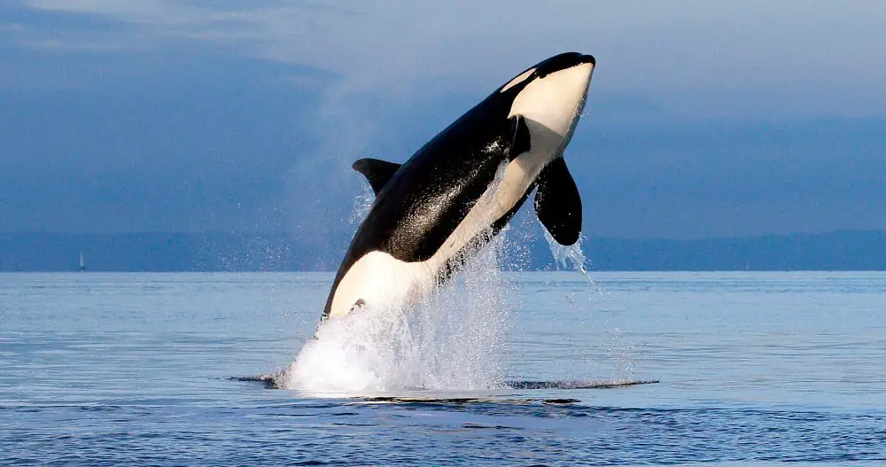 ballenas orcas