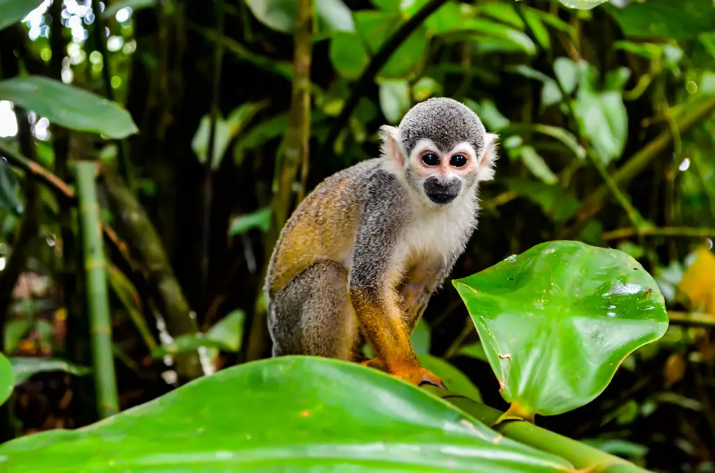 animales de la selva peruana caracteristicas