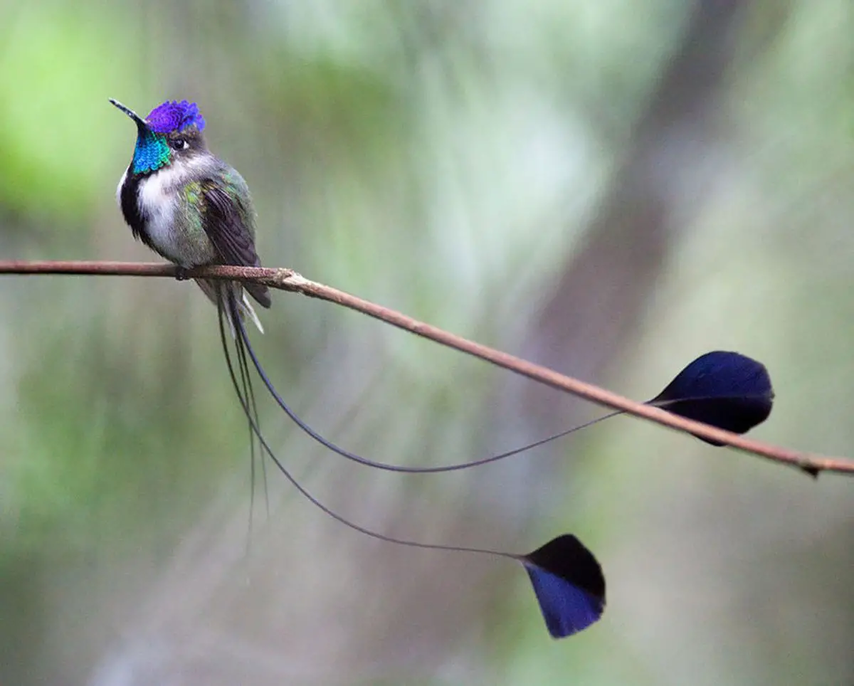 colibri maravilloso