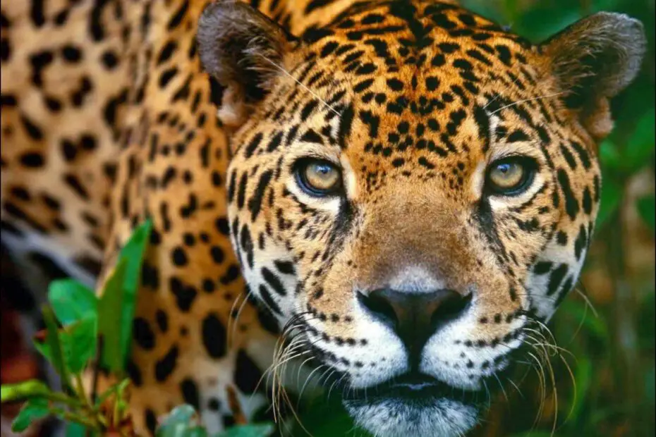 animales de la selva peruana jaguar