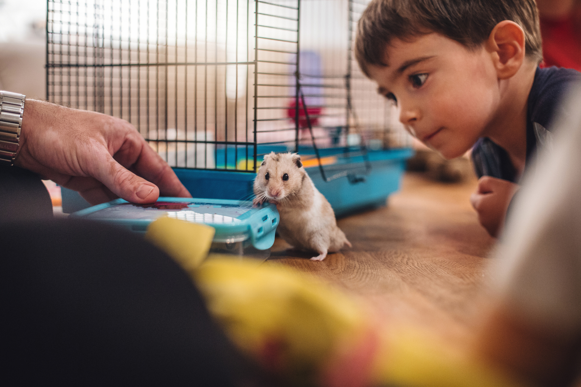 hamsters