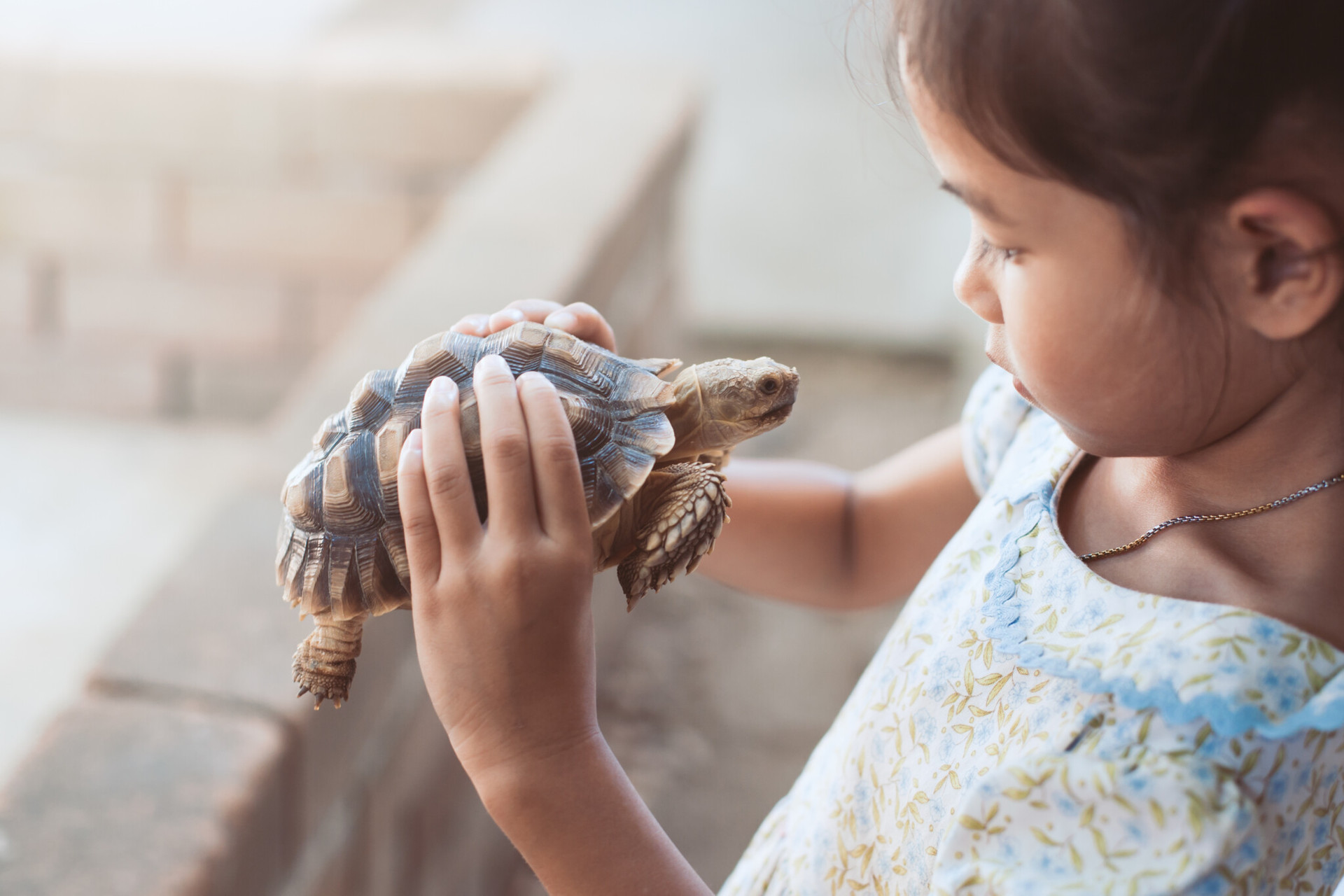 tortugas para niños