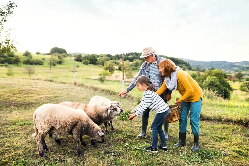 Animales de la granja Tipos, características y ejemplos Animales de la granja Tipos, características y ejemplos