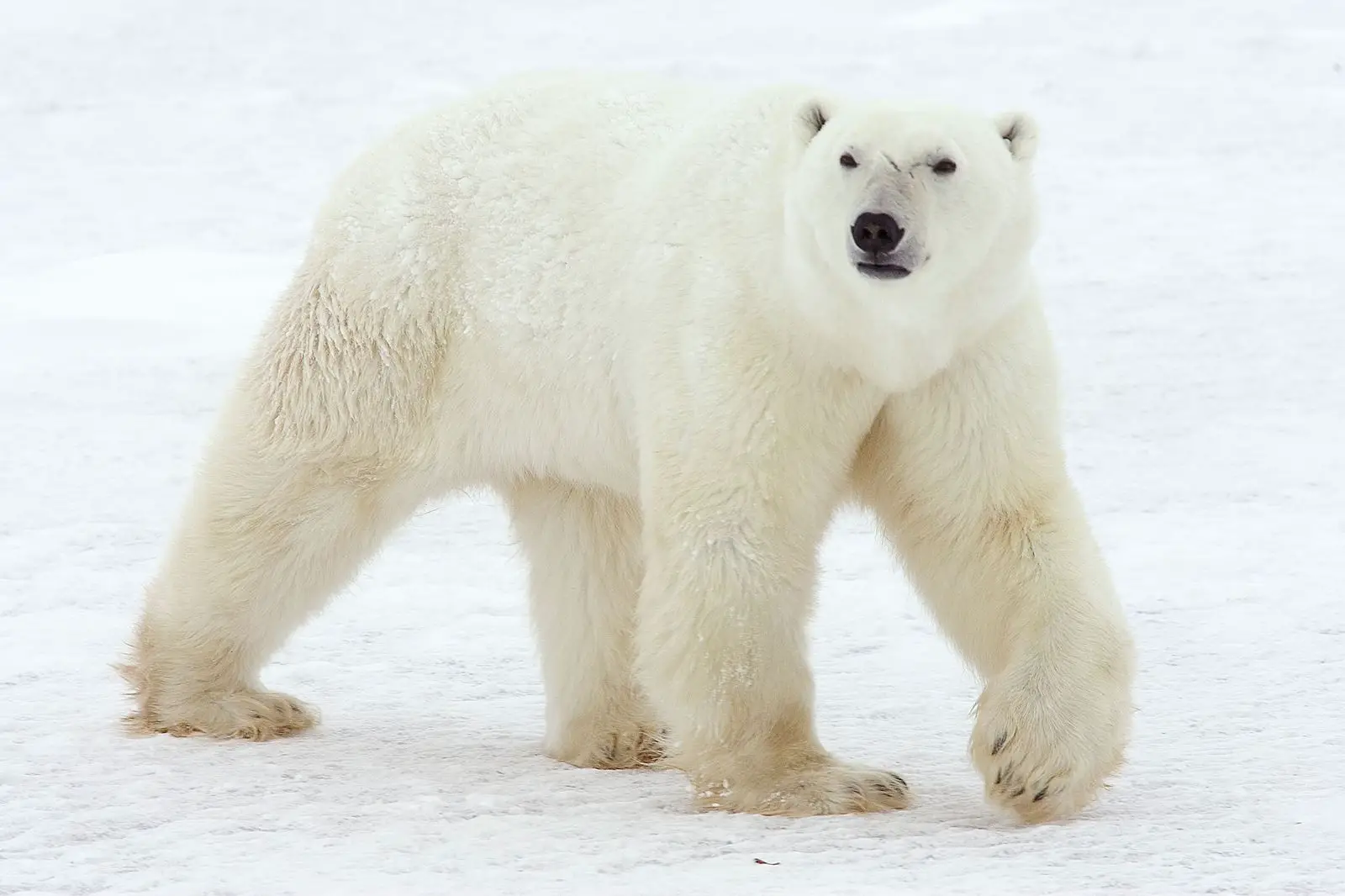 animales en via de extincion oso polar