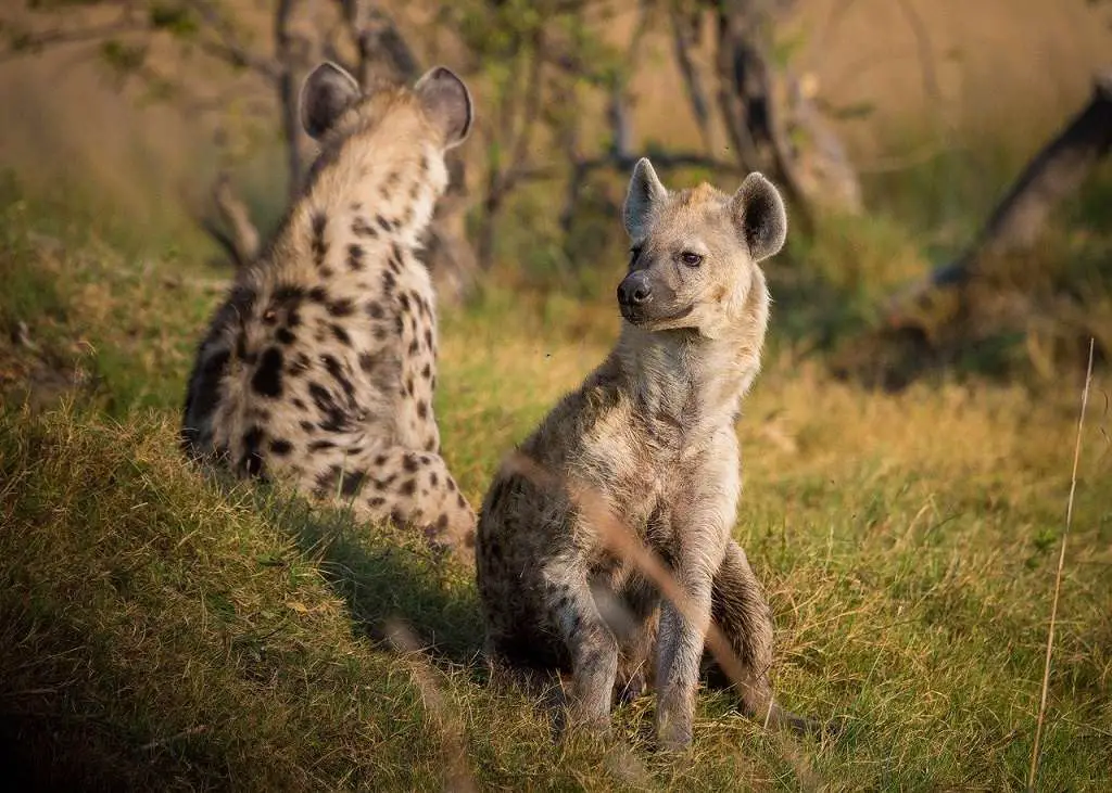 animales de la sabana hienas