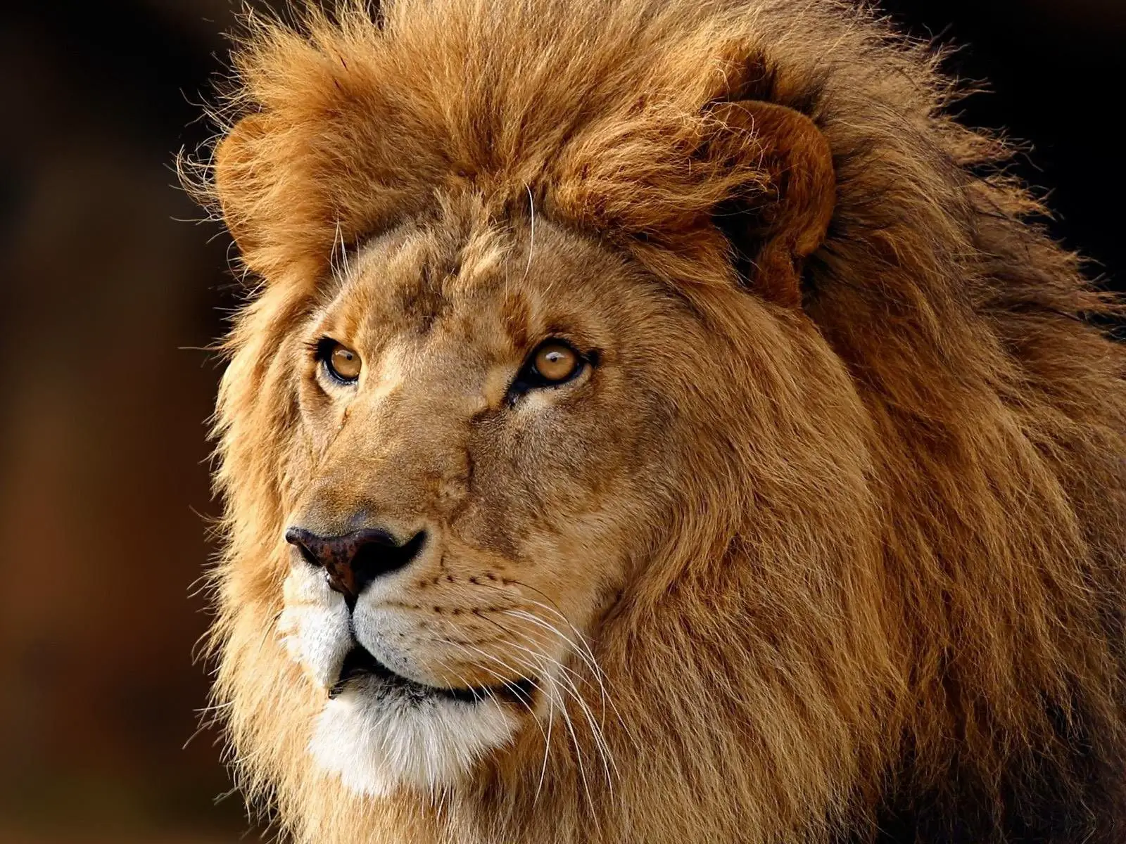 animales de la sabana leon