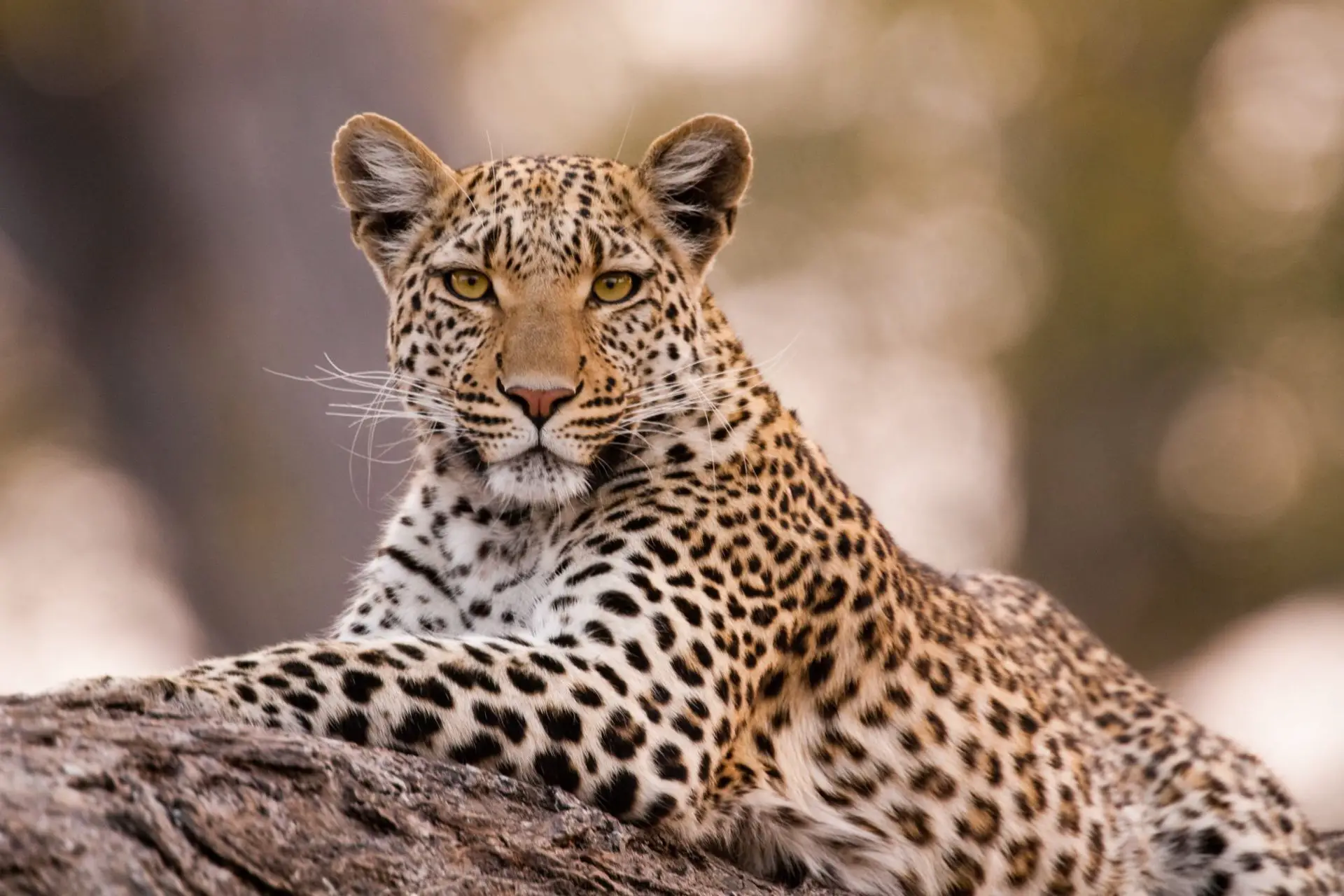  leopardo