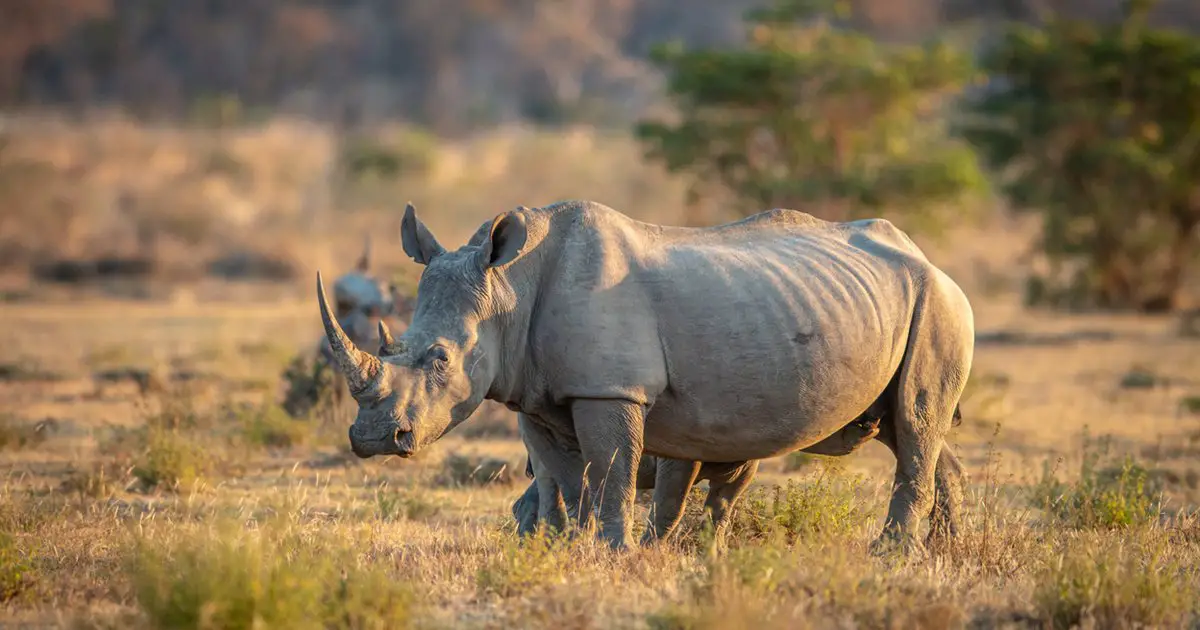 animales de la sabana rinoceronte