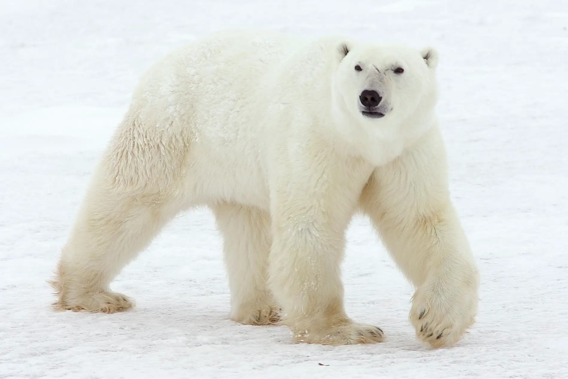 animales depredadores oso polar