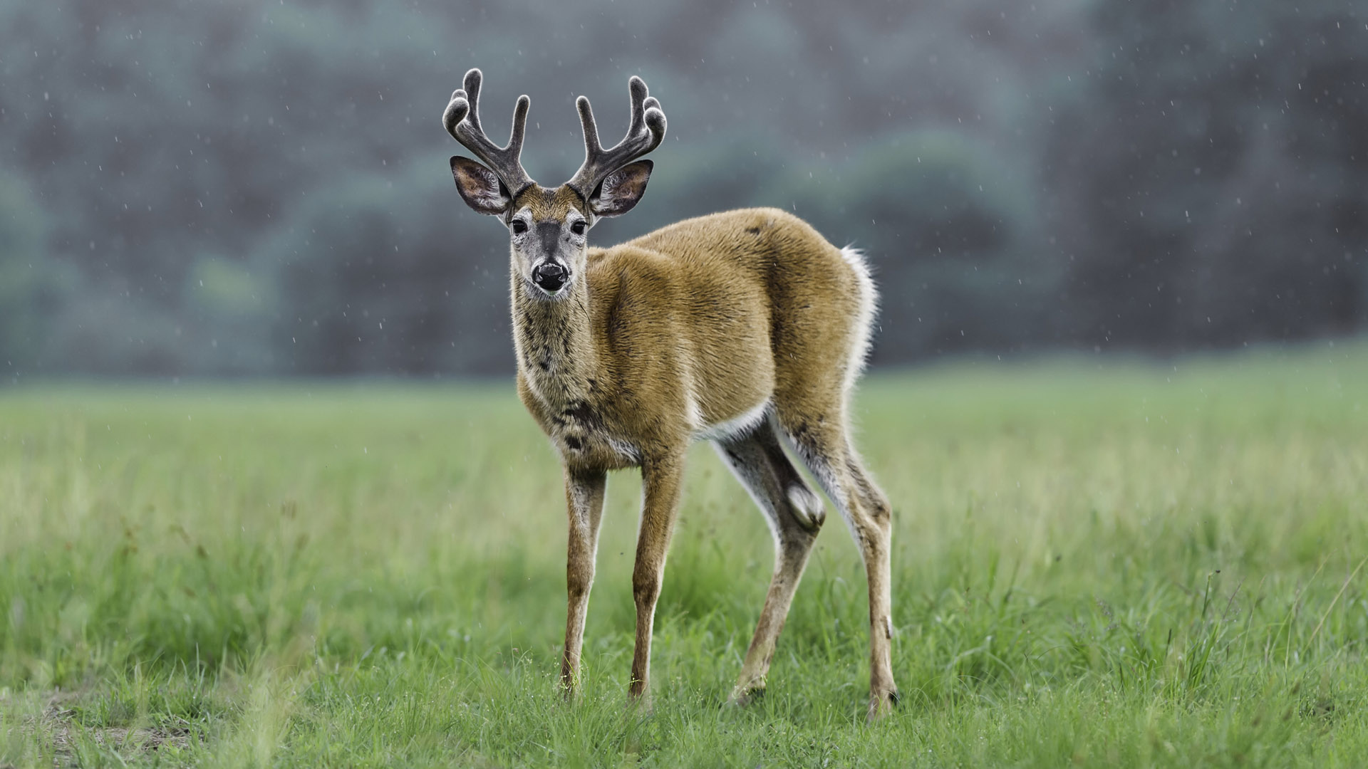 animales rumiantes ciervo