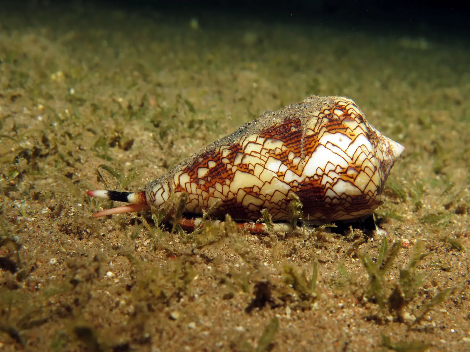 animales venenosos caracol marino
