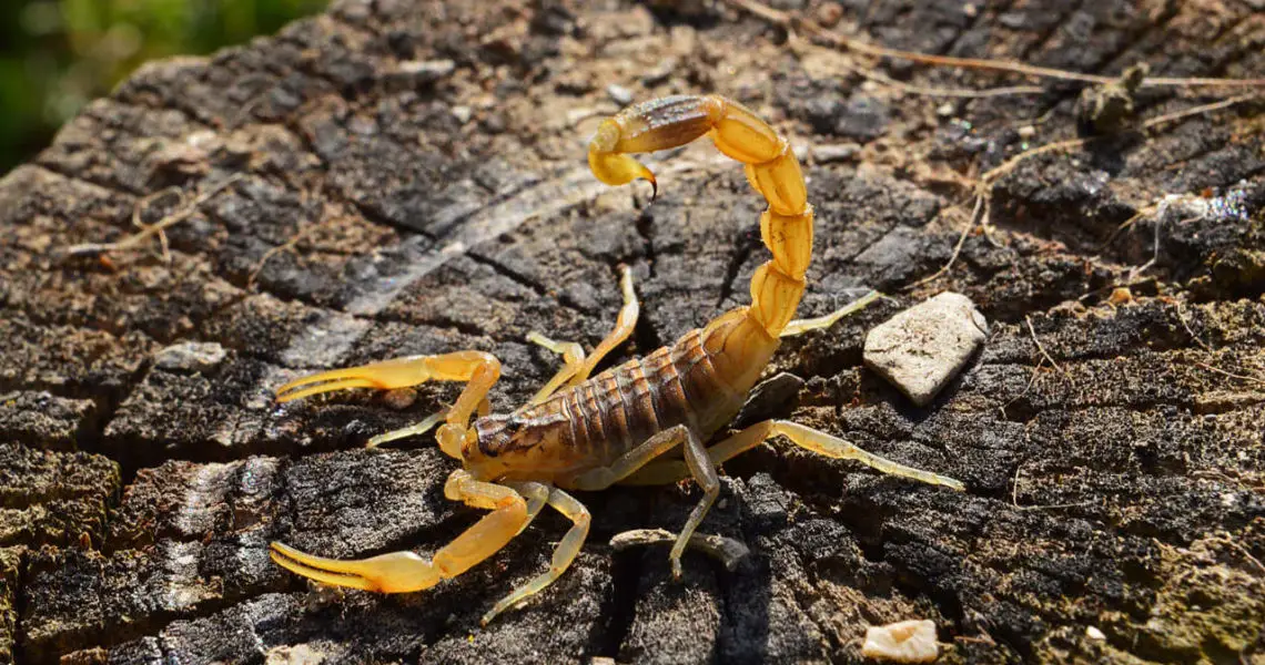 animales venenosos escorpion amarillo