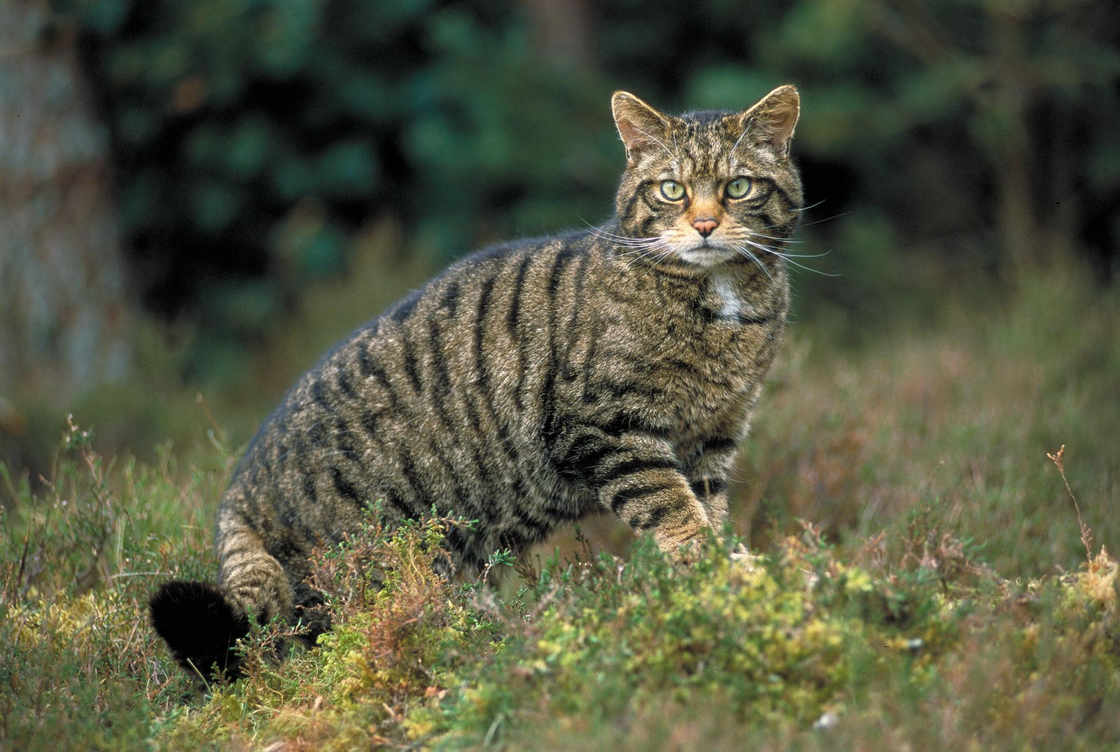 gato montes