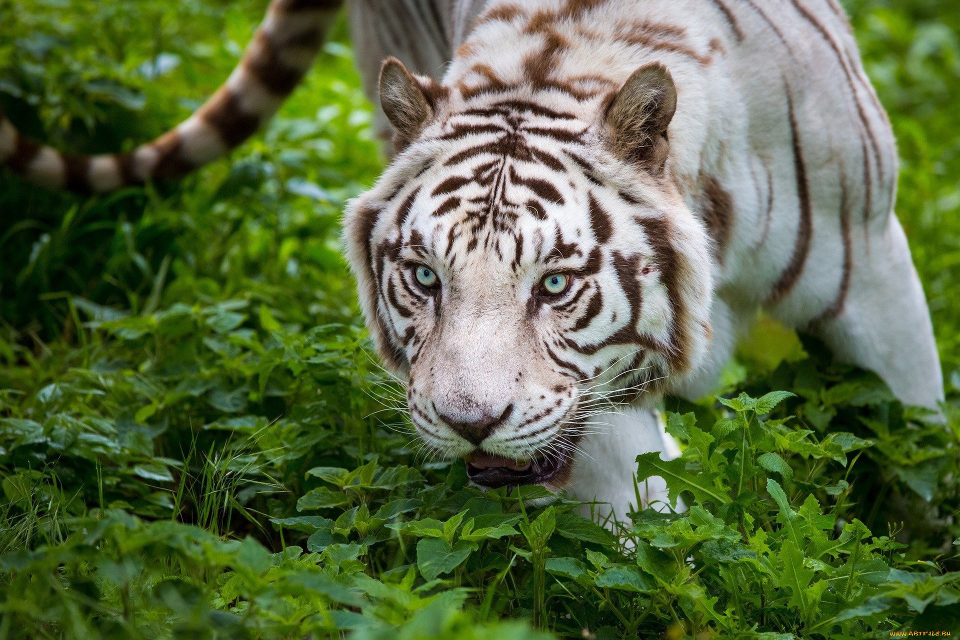 tigre de bengala