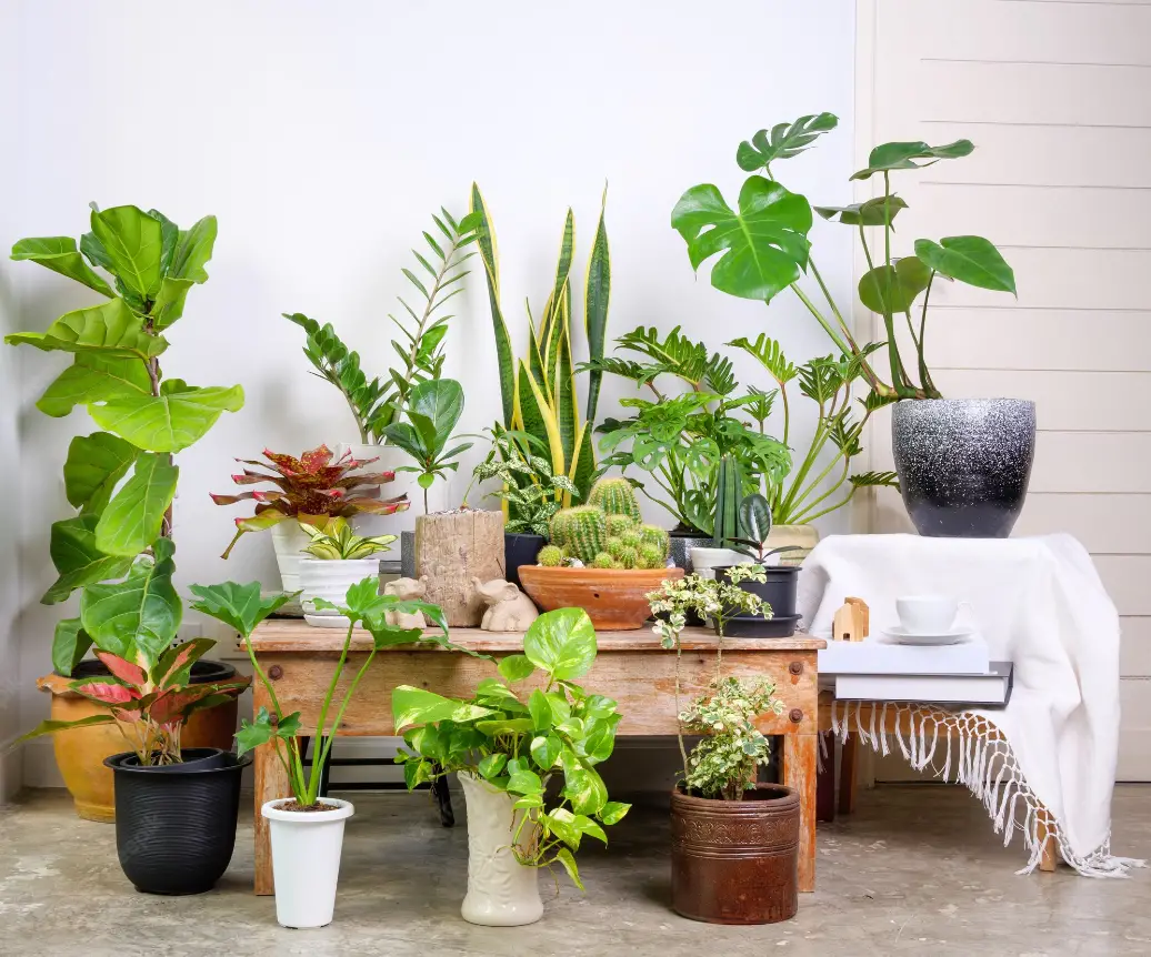 Plantas naturales de interior