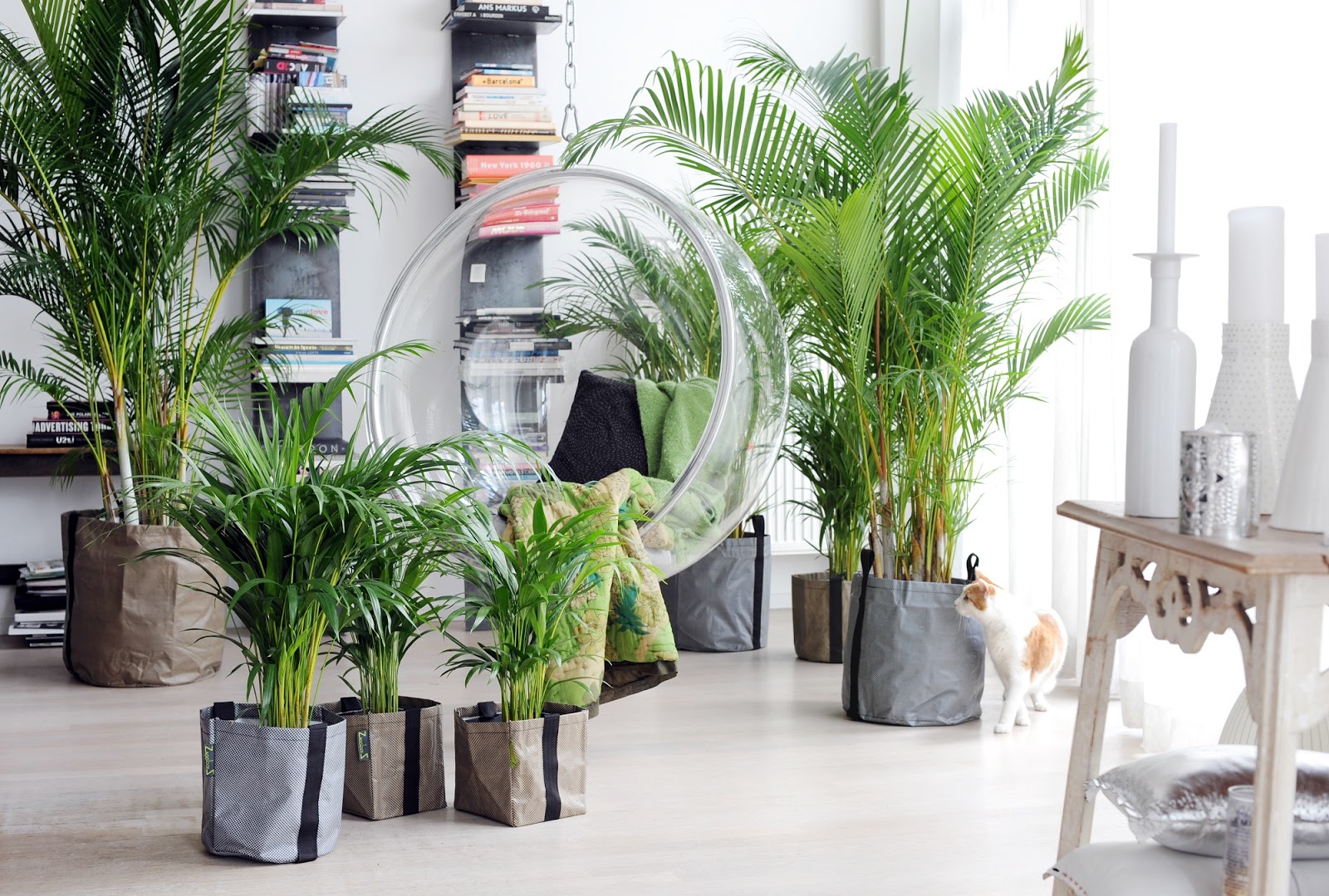 palmeras de interior