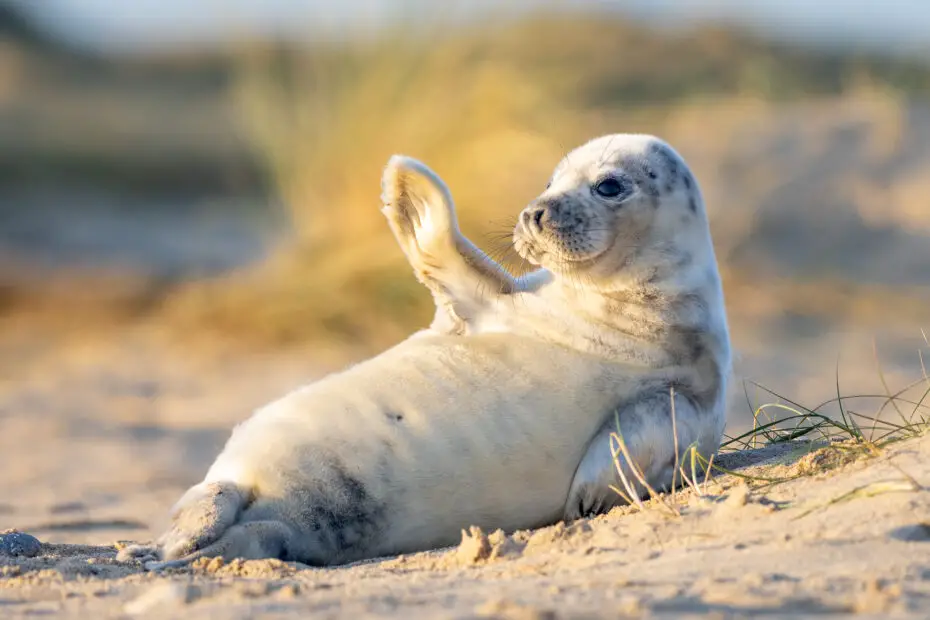 curiosidades de las focas bebes tiernas