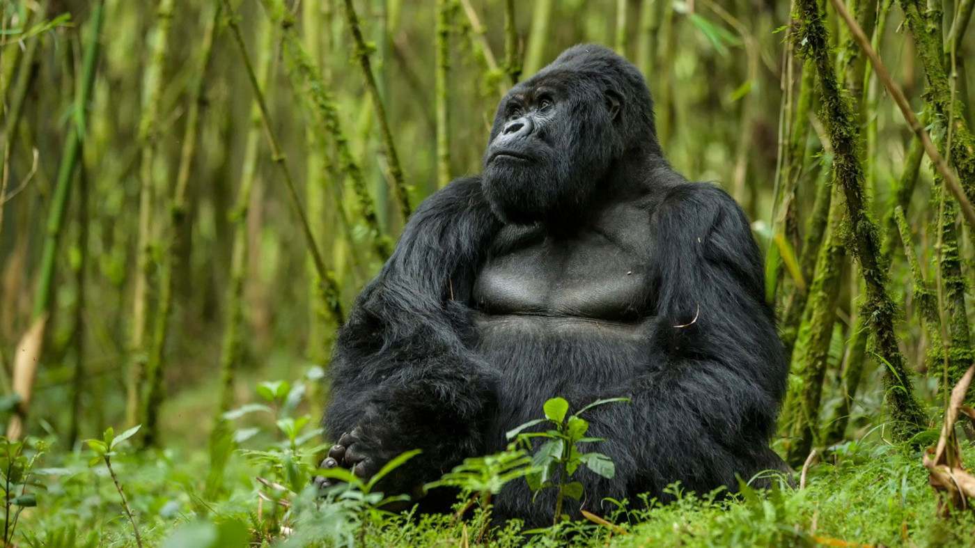 animales en peligro de extincion