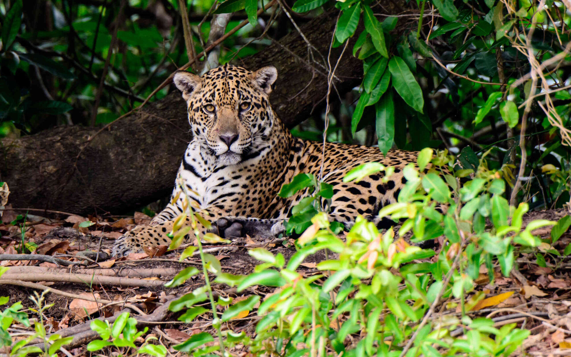 animales que viven en la selva